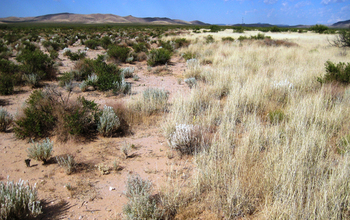 A shift from shrubland (left) to grassland (right) in the Chihuahuan Desert of New Mexico.